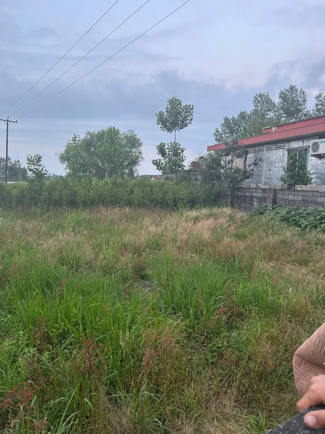 ۲۱۰ متر بافت زرد پروانه ساخت روستای شعیب کلایه