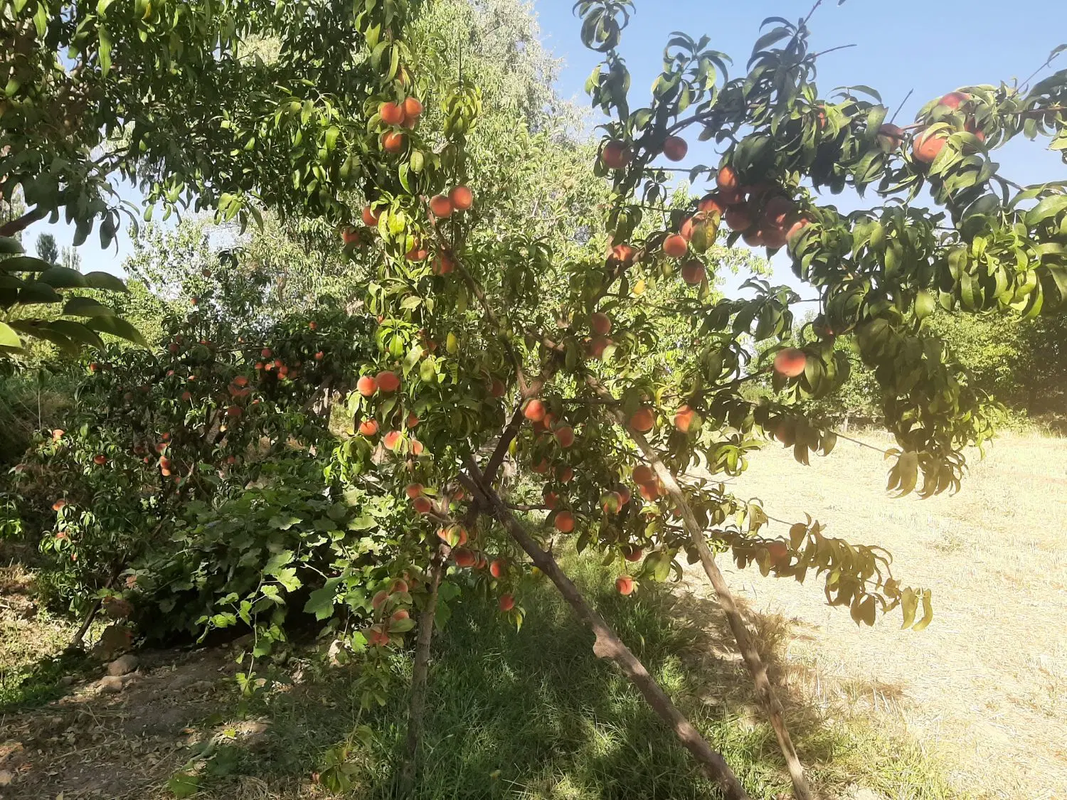 زمین کشاورزی ۲۱۰۰ متری با ۱۲۰ اصله میوه گلپایگان