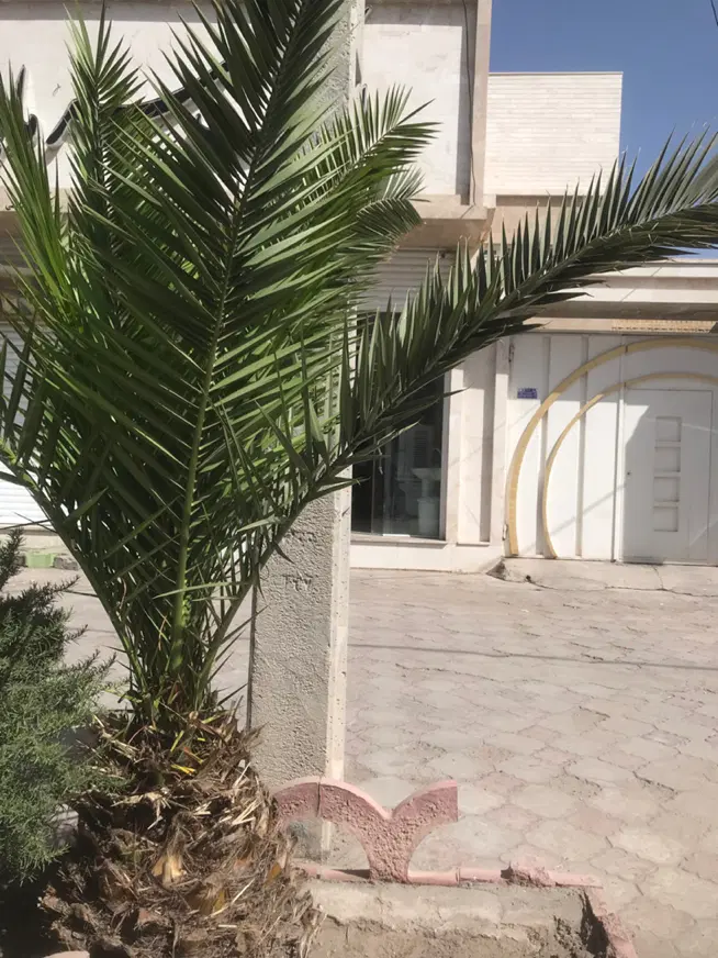 زمین صدرا و پزشکان