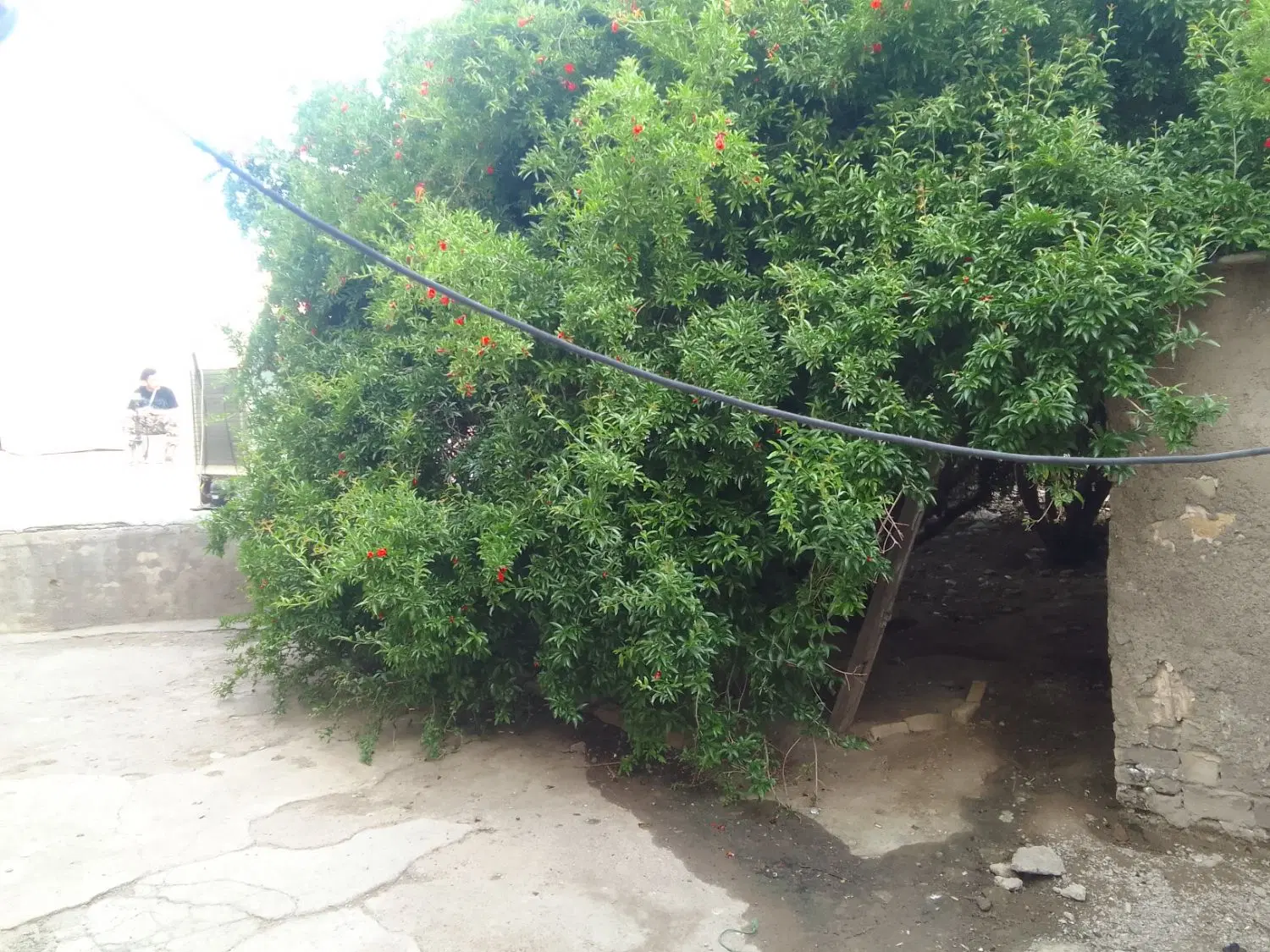 ملک کلنگی قدیمی