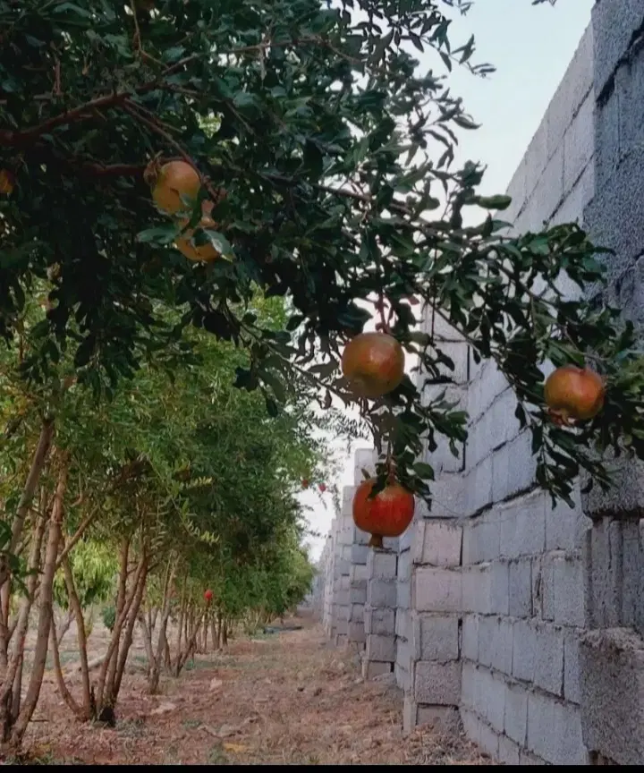 فروش یا معاوضه باغ در جهاد آباد یا چاله سیاه