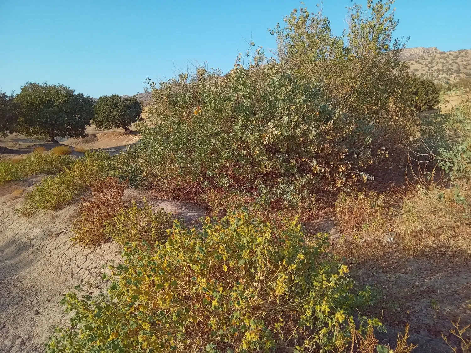 زمین فروشی