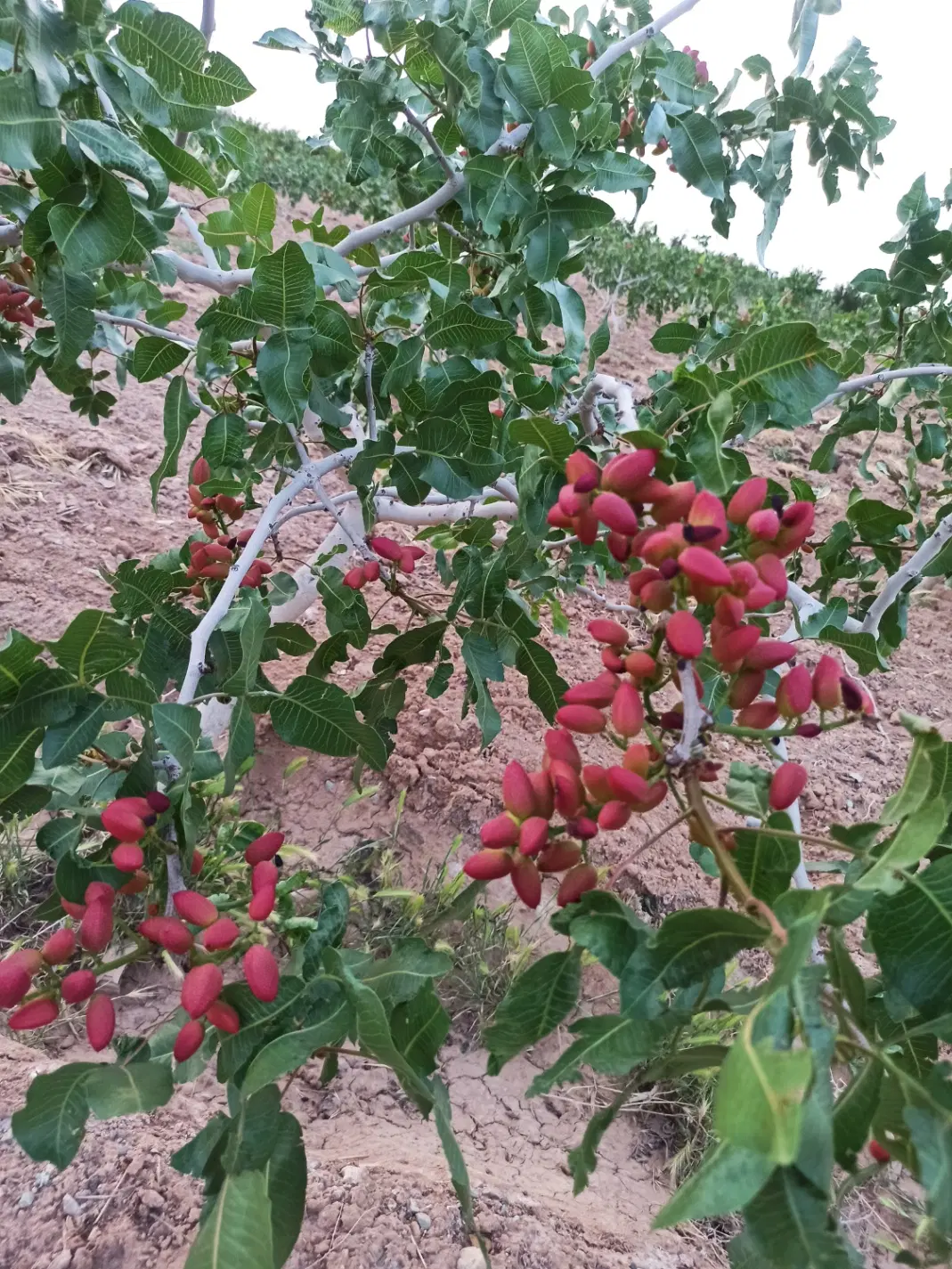 ۷۵۰۰۰ مت زمین کشاورزی و باغ