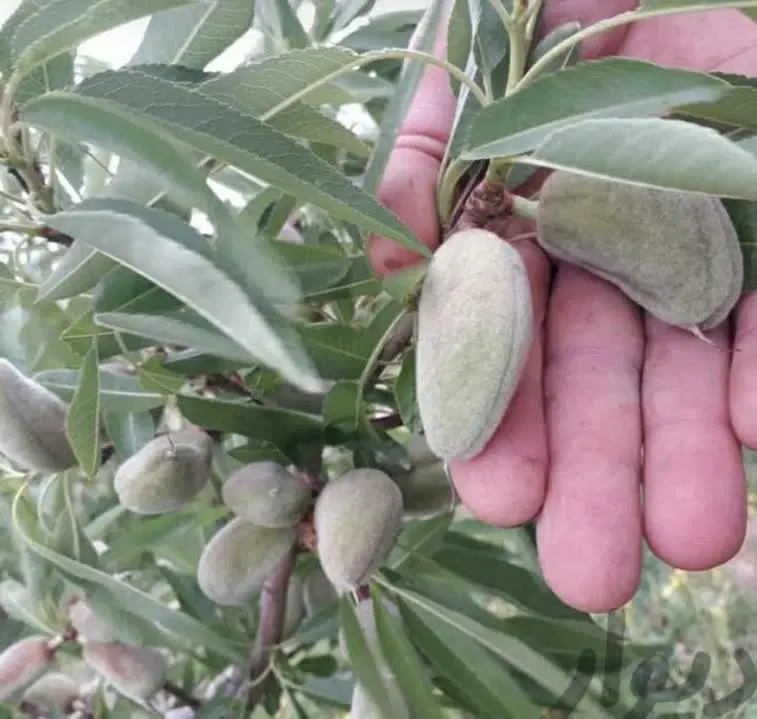 ویلا ۱۷۰۰مترایلخچی 3میلیارد