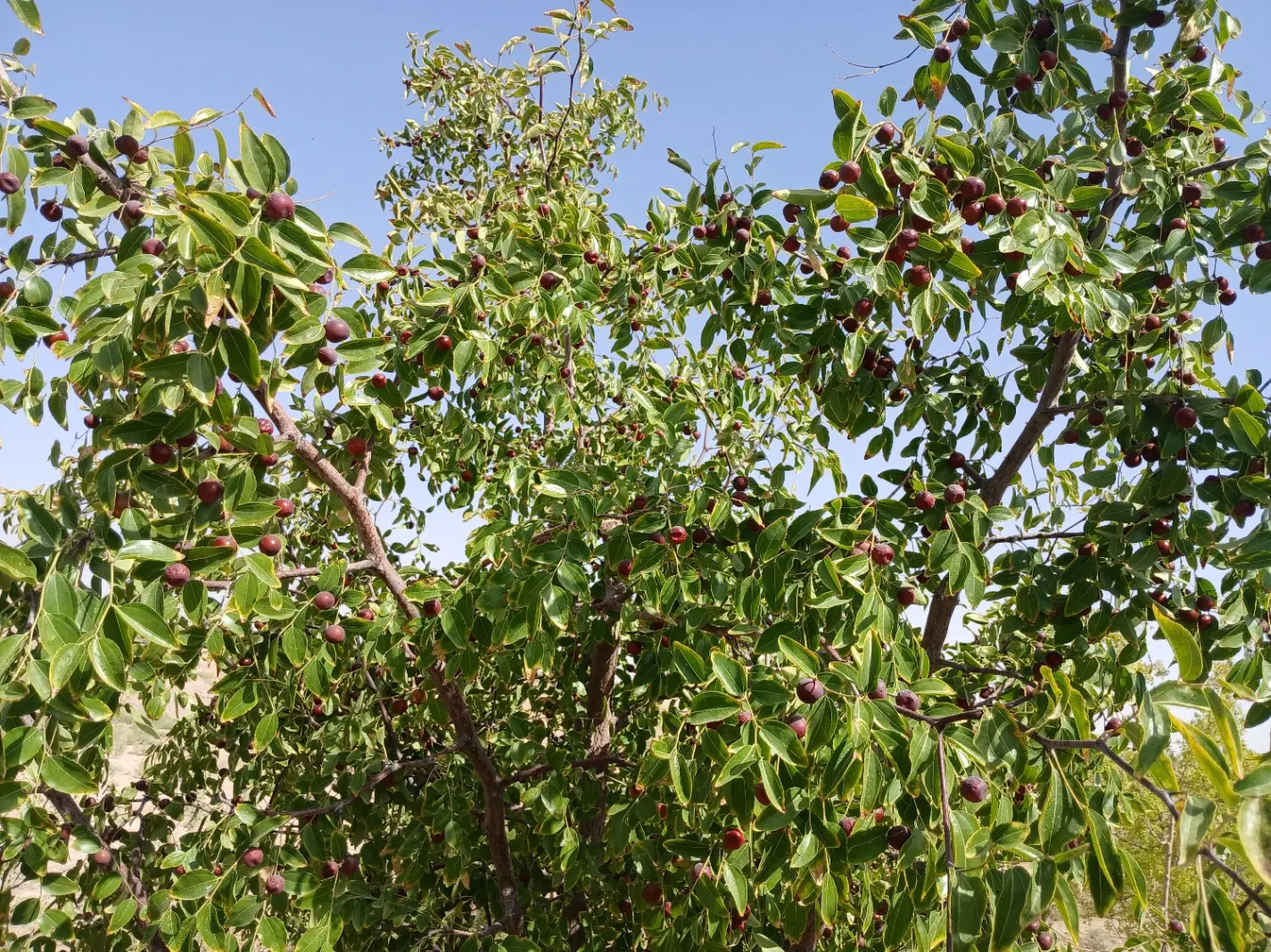 چاه آب اختصاصی _ ۱۰۰ جریب زمین کشاورزی
