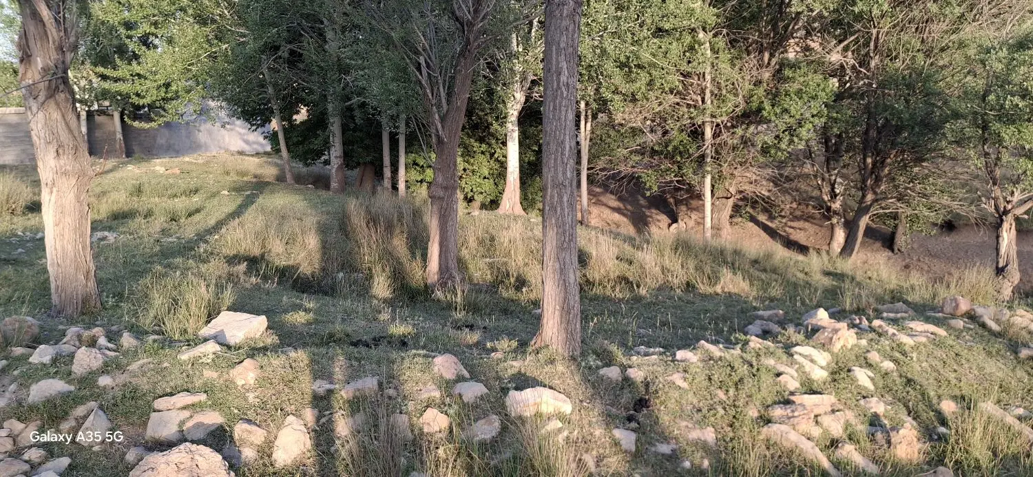 زمین باغچه زیبا و قدیمی