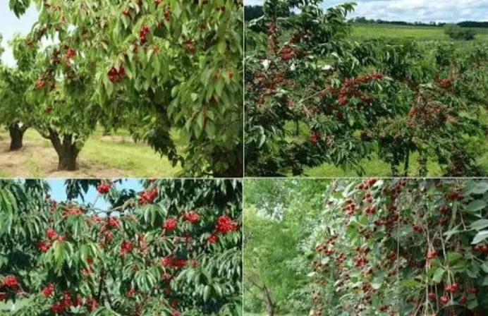 باغچه در ۵۰۰متری تا ۱۰۰متری