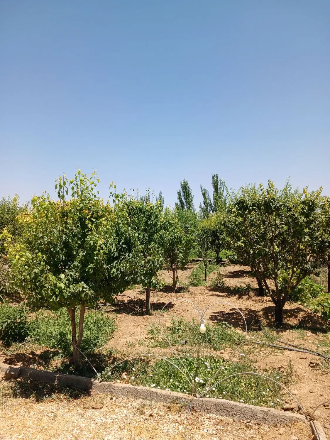فروش باغ