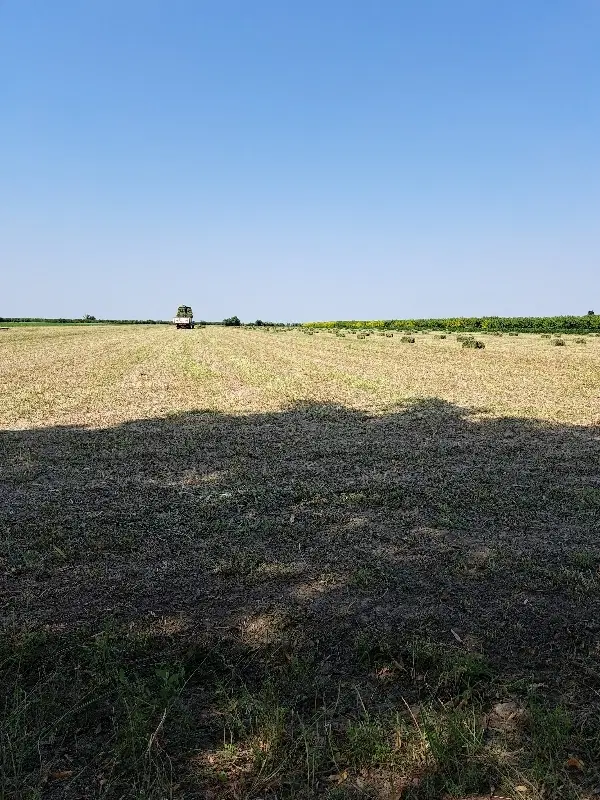 فروش ۱۰۰ عدد یونجه