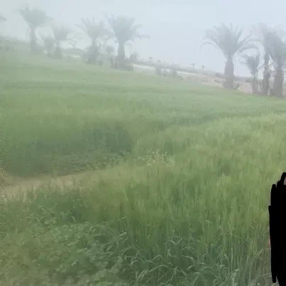 زمین مزروعی سند شش دانگ قابل معاوضه