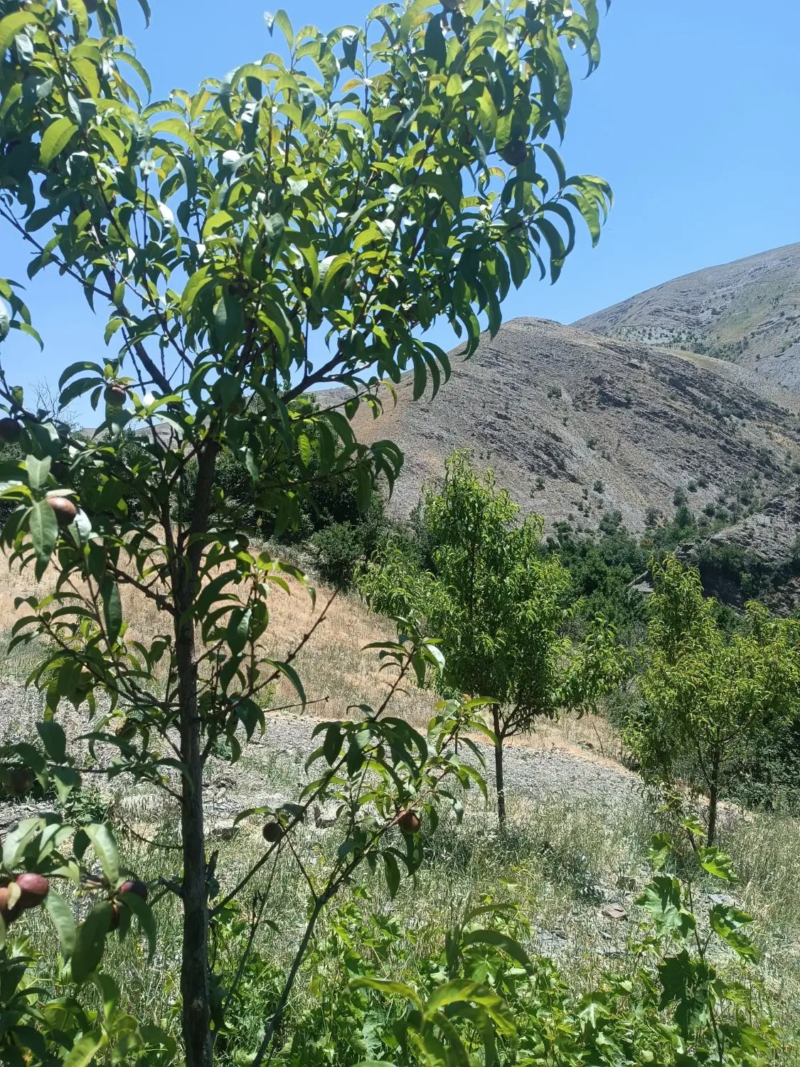 فروش باغ در کنگ