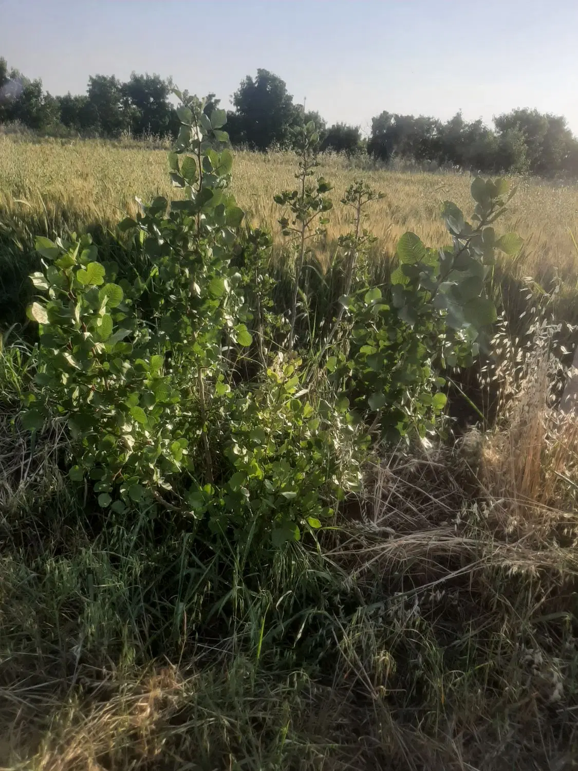 یک قطعه باغ پسته و بادام