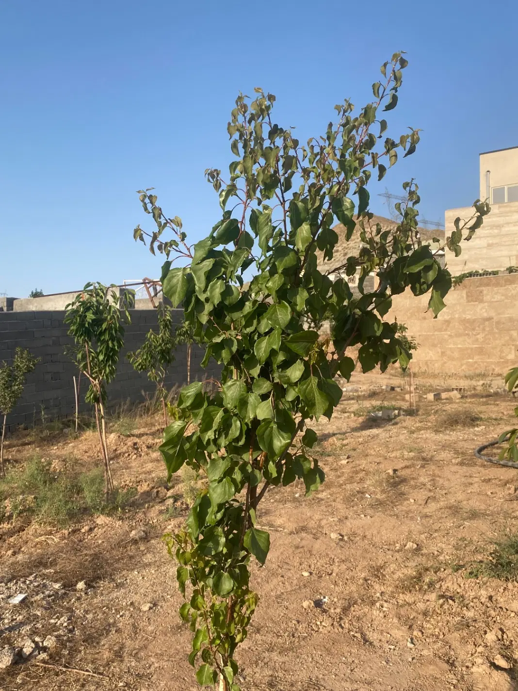 فروش زمین ویلایی