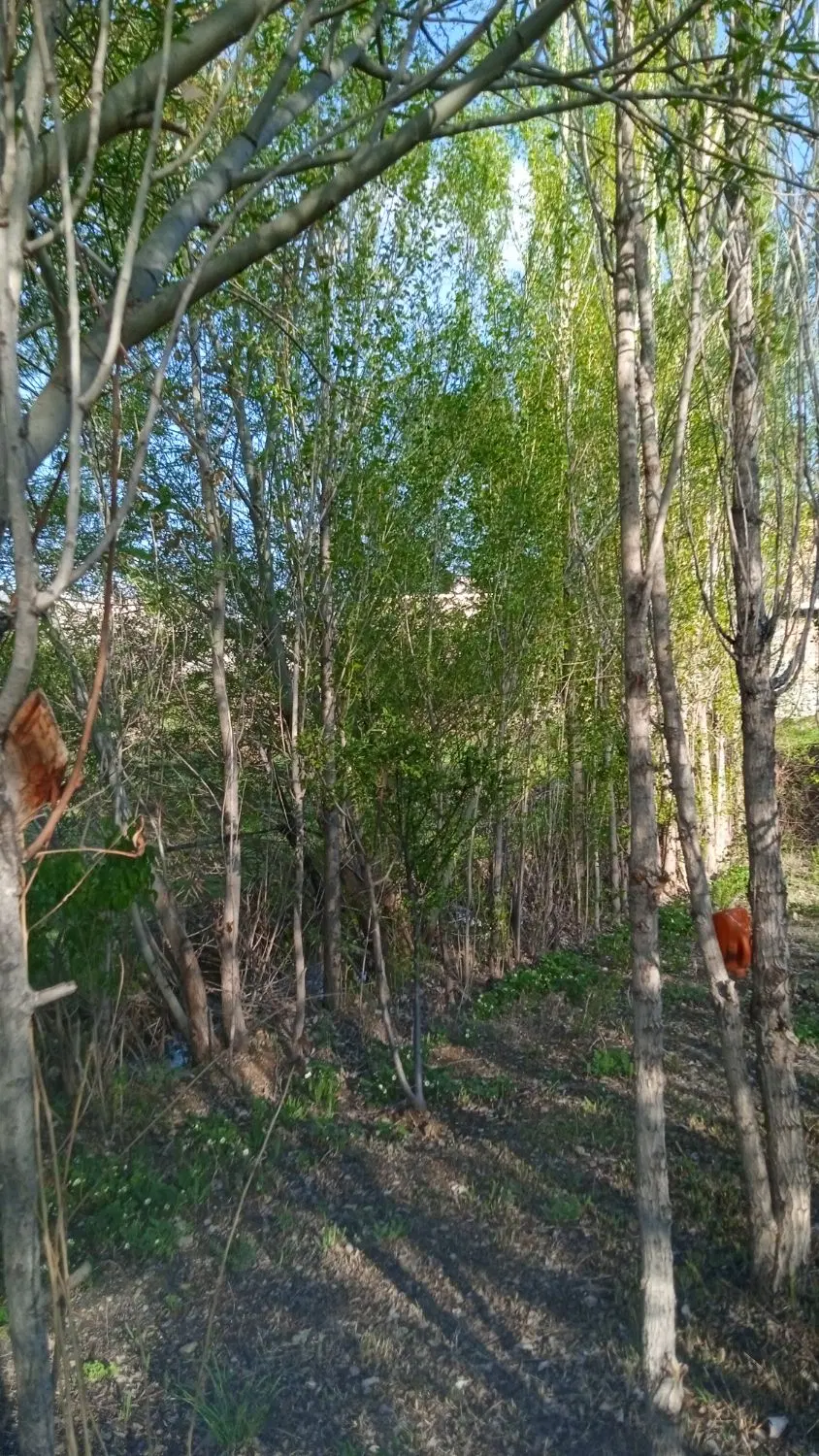 زمین کشاورزی نایسر