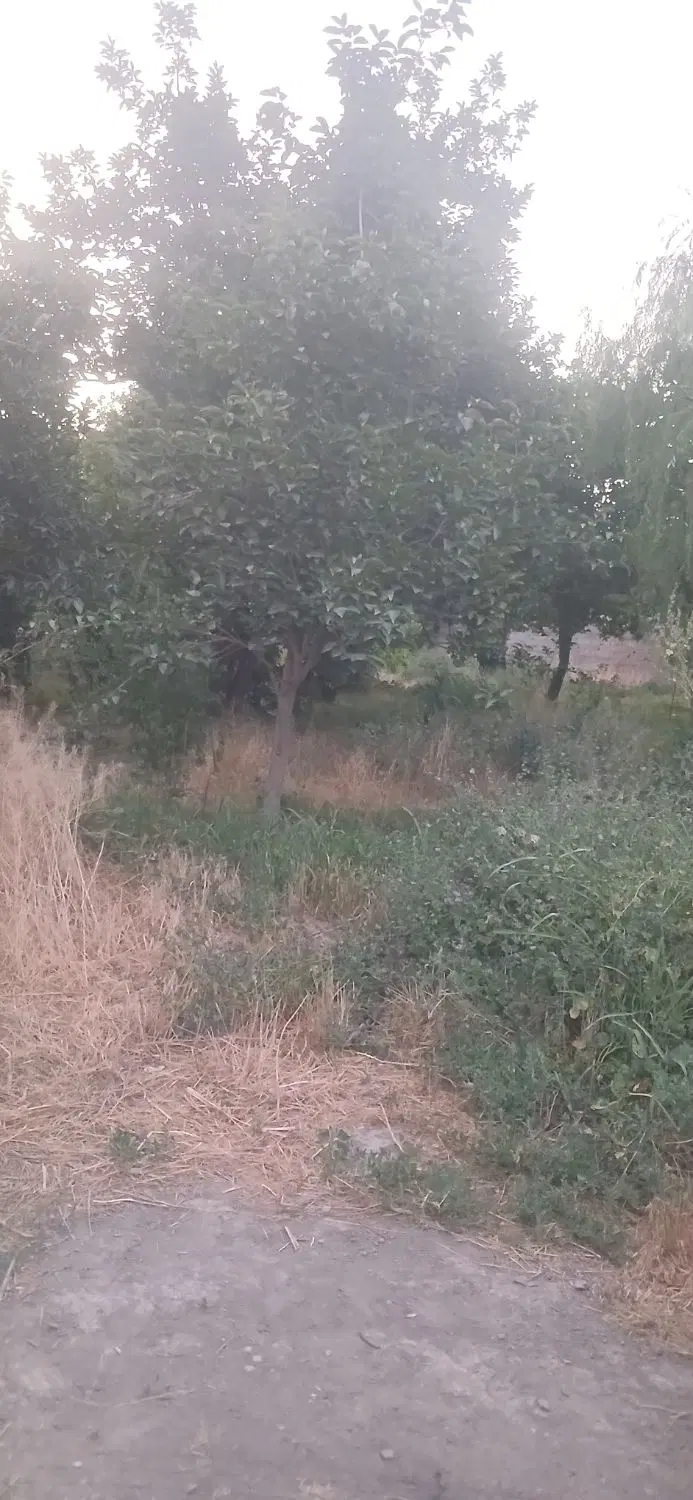 باغ