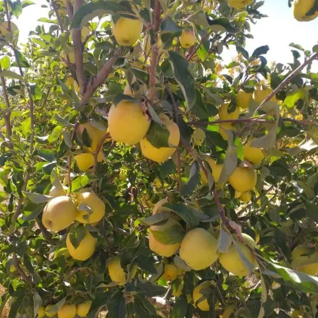 زمین ویلایی با تمام امکانات
