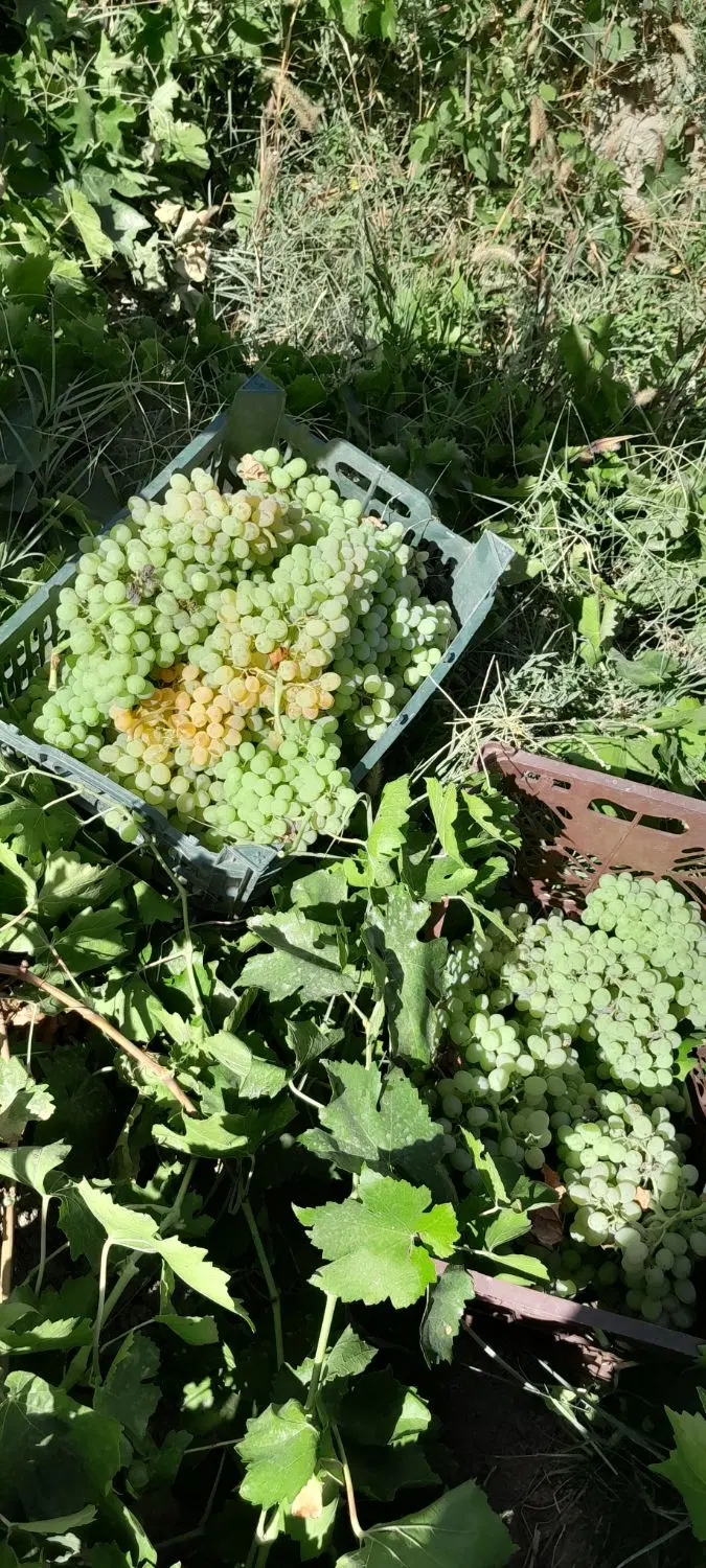 باغ انگور۵۰۰ متری
