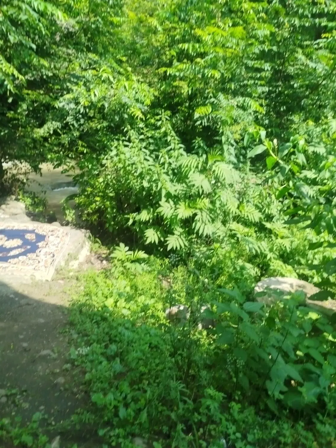 زمین مسکونی