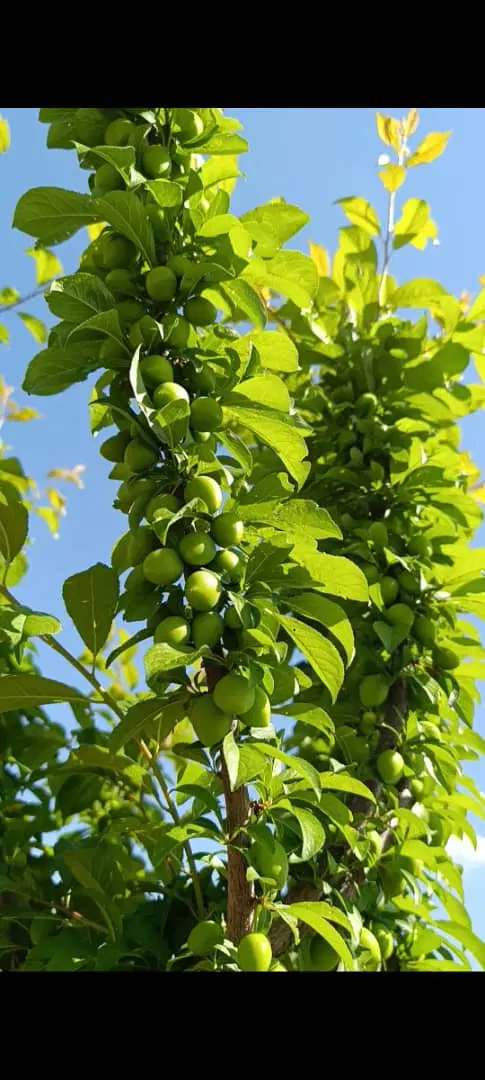 زمین باغ