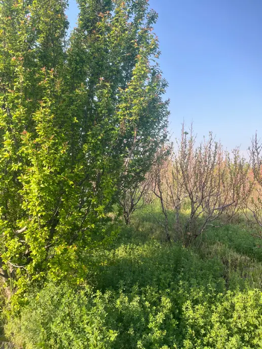 باغچه الوان پنج ساله