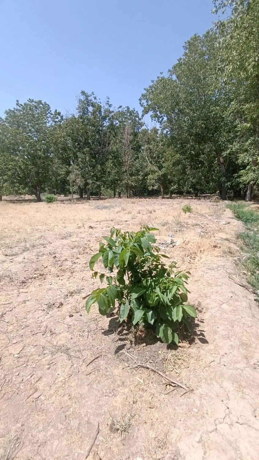 زمین