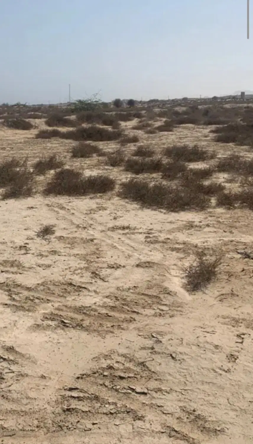 فروش زمین 312 متری طولا پیراسته