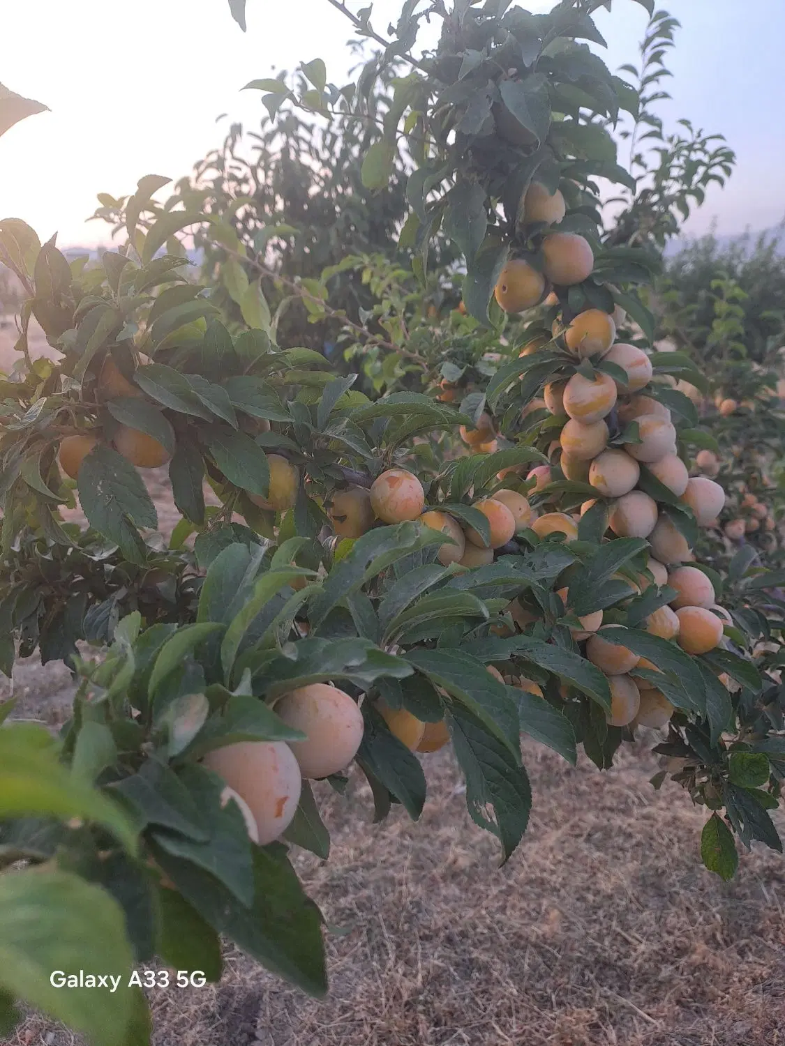 باغ میوه هفت ساله