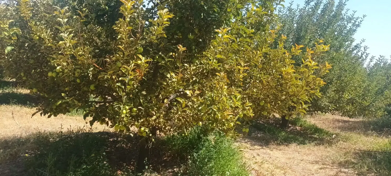 باغ بیست من محلی