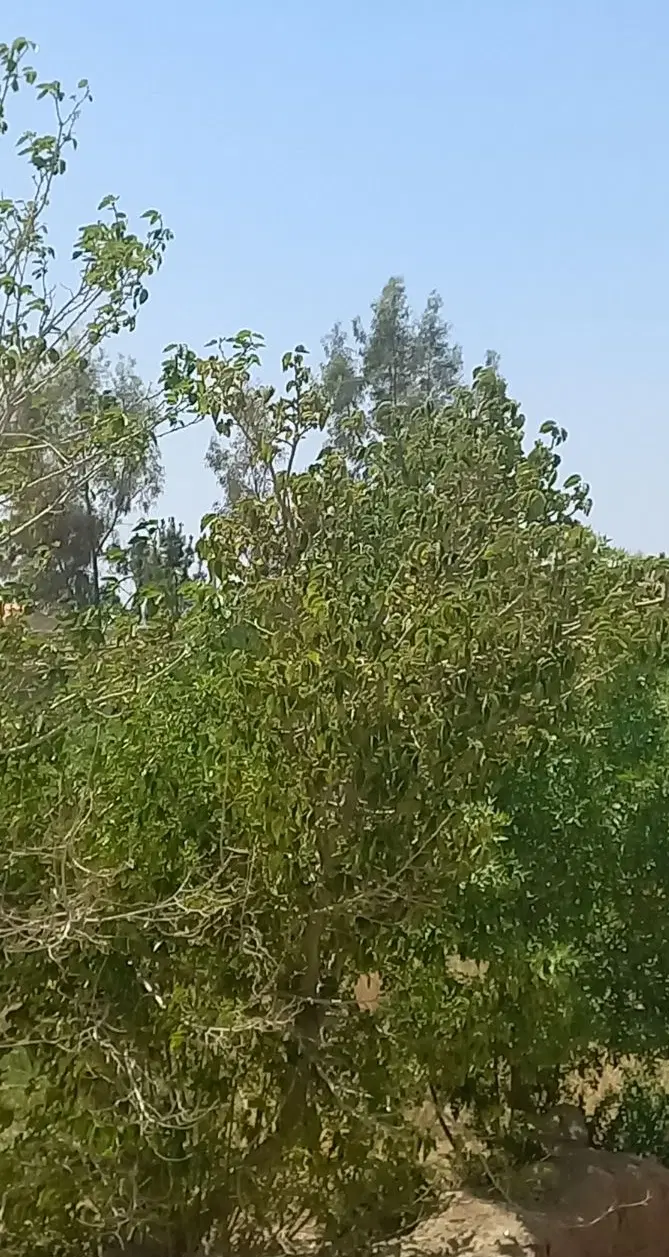 چهار دیواری باغ
