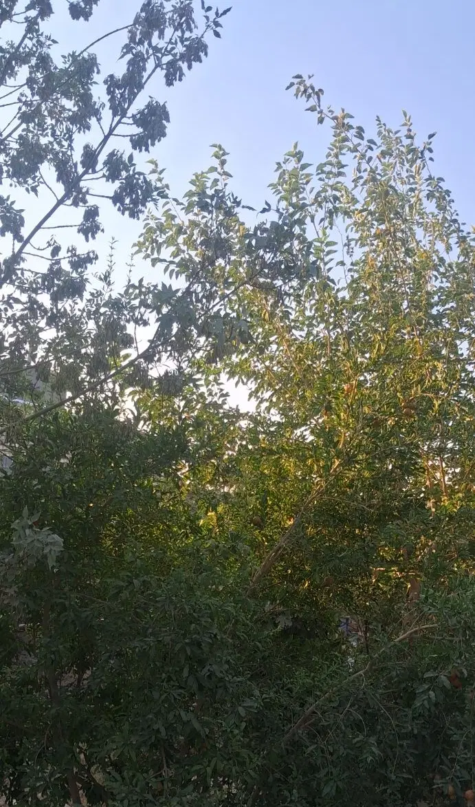 فروش خانه باغ