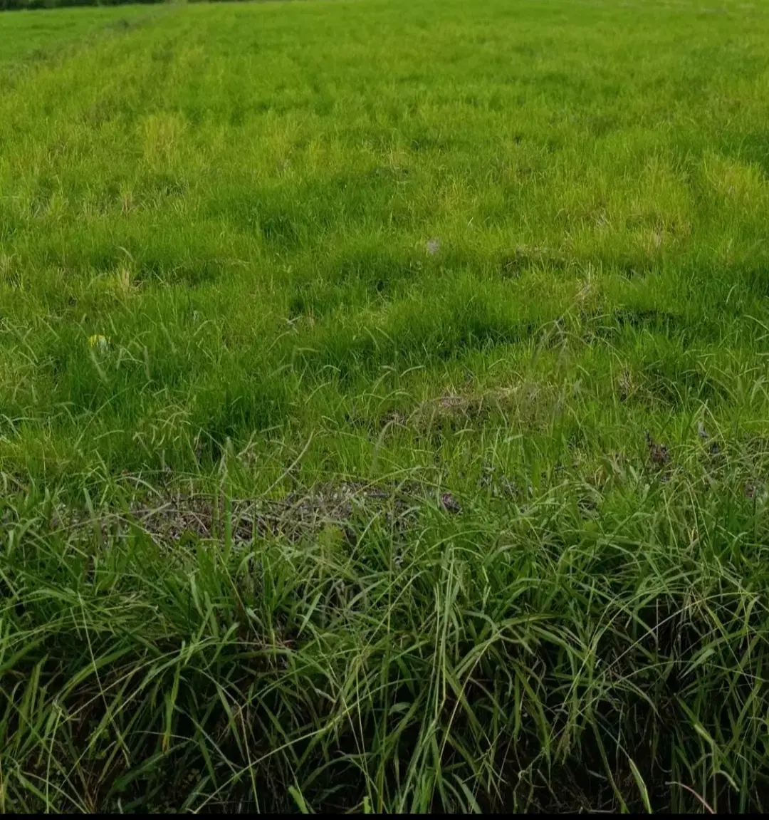 ۳۰۰۰ متر زمین مزروعی در خاله سرا ۵۷_ روستای میانده
