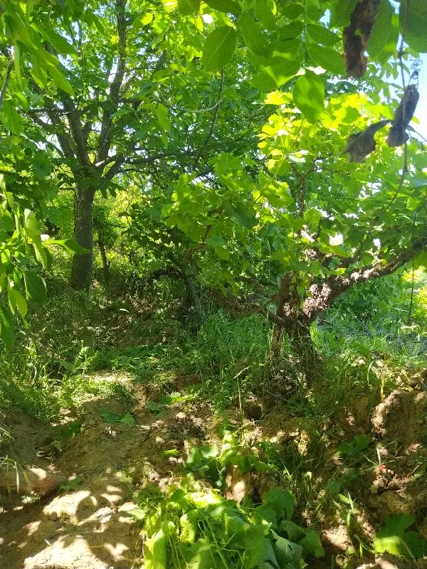 فروش باغ