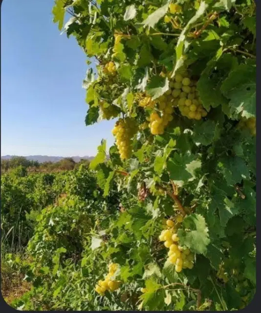 معاوضه باغ گردنگاه با خودرو