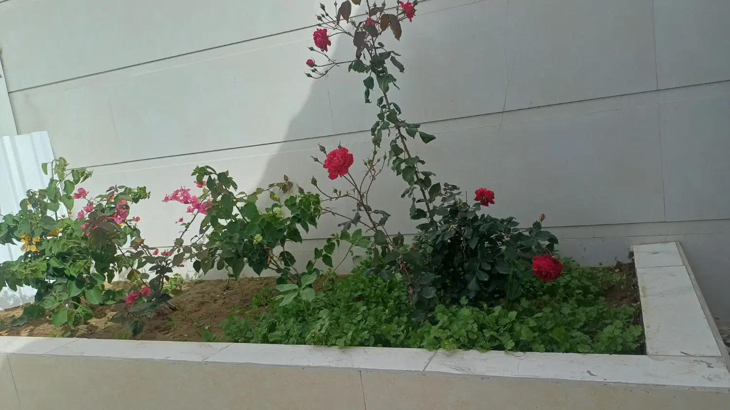 زمین شبی خوانی