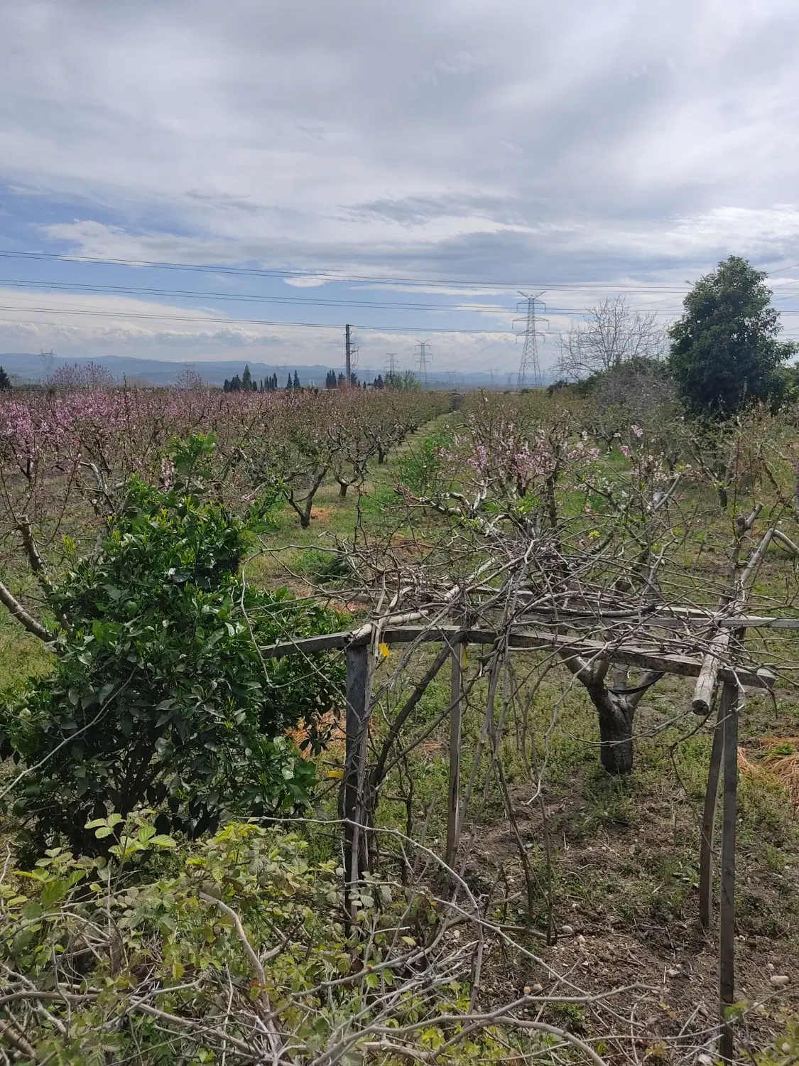 هزارمتر باغ هلودرنکاروستای چمان  یک میلیاردو هفتصد