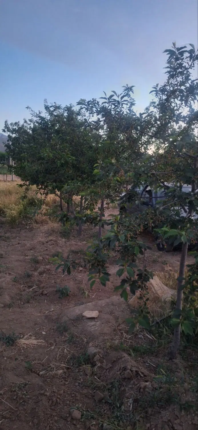 باغ یکن اباد