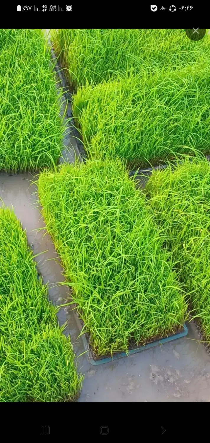 باکس و نشا هاشمی
