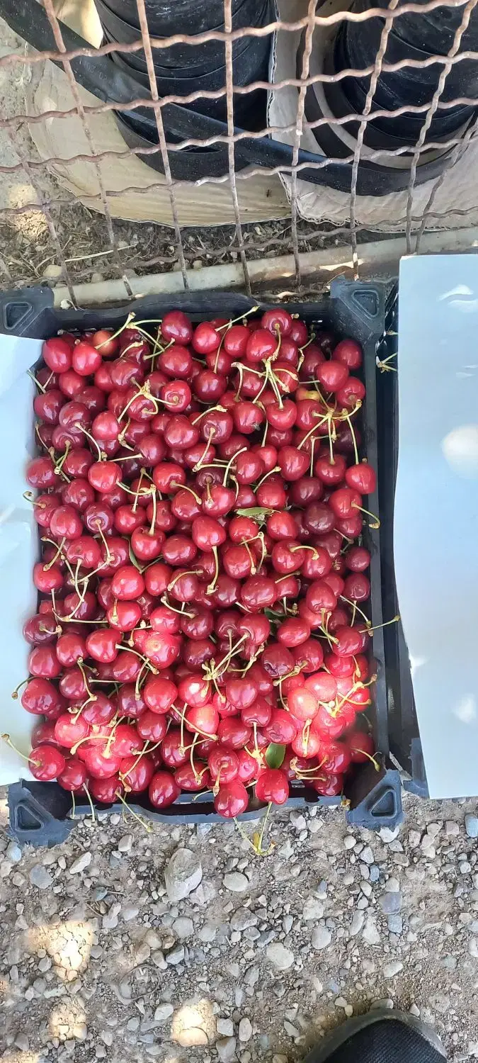 باغ روستای ابر چسبیده به آسفالت