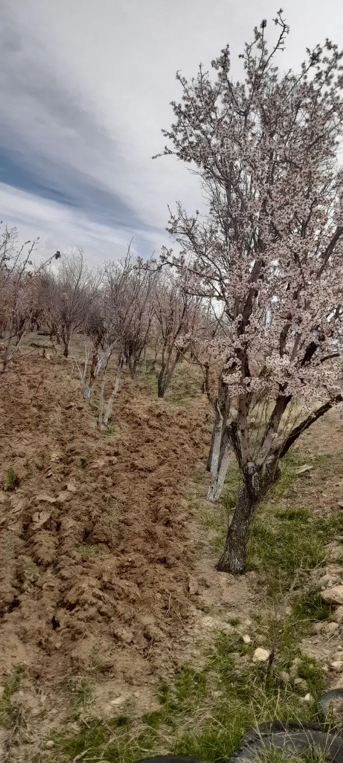 فروش زمین باغی