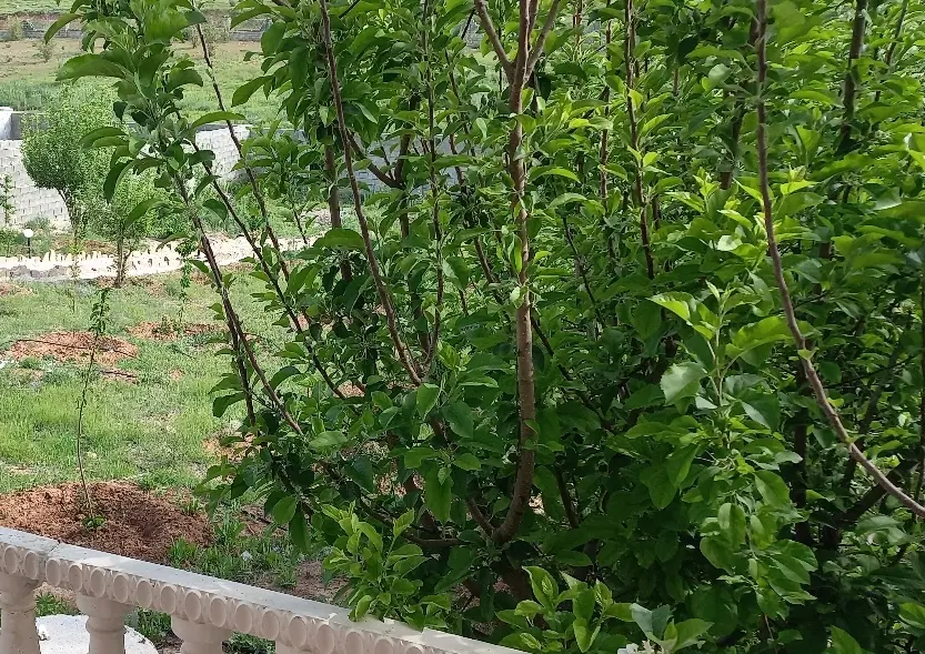 باغشهری کهمره سرخی