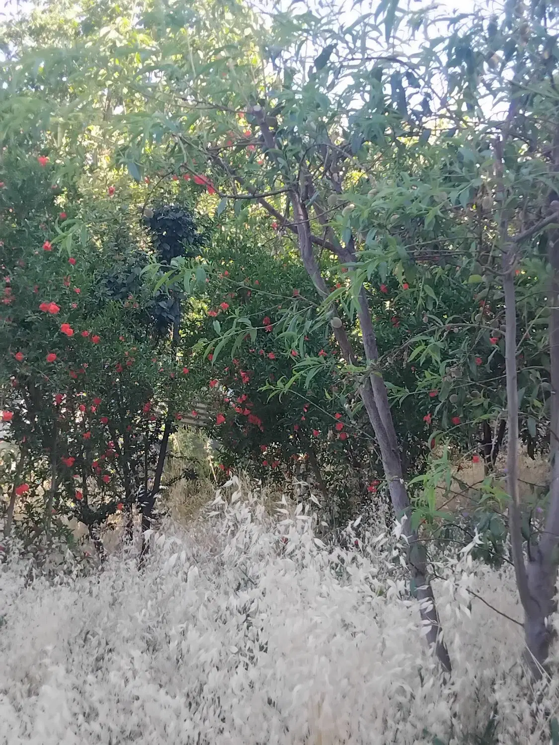 باغچه ۱۰در ۴۰