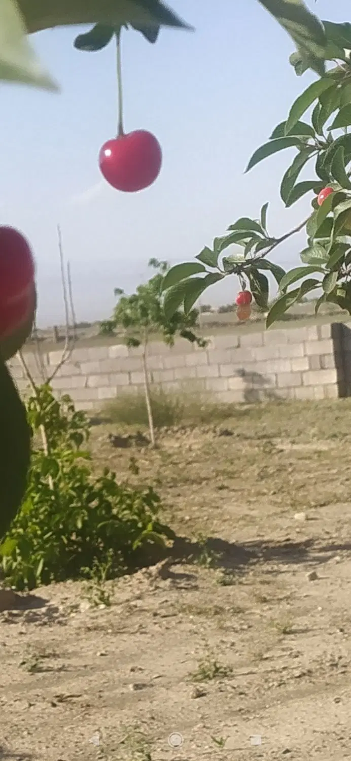 فرح آباد ،ناظزریه ،نیلوفر