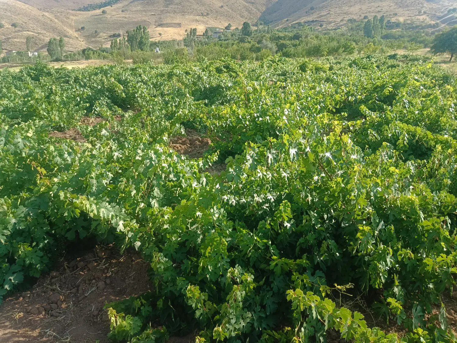 مشتر واقعی زنگ بزند