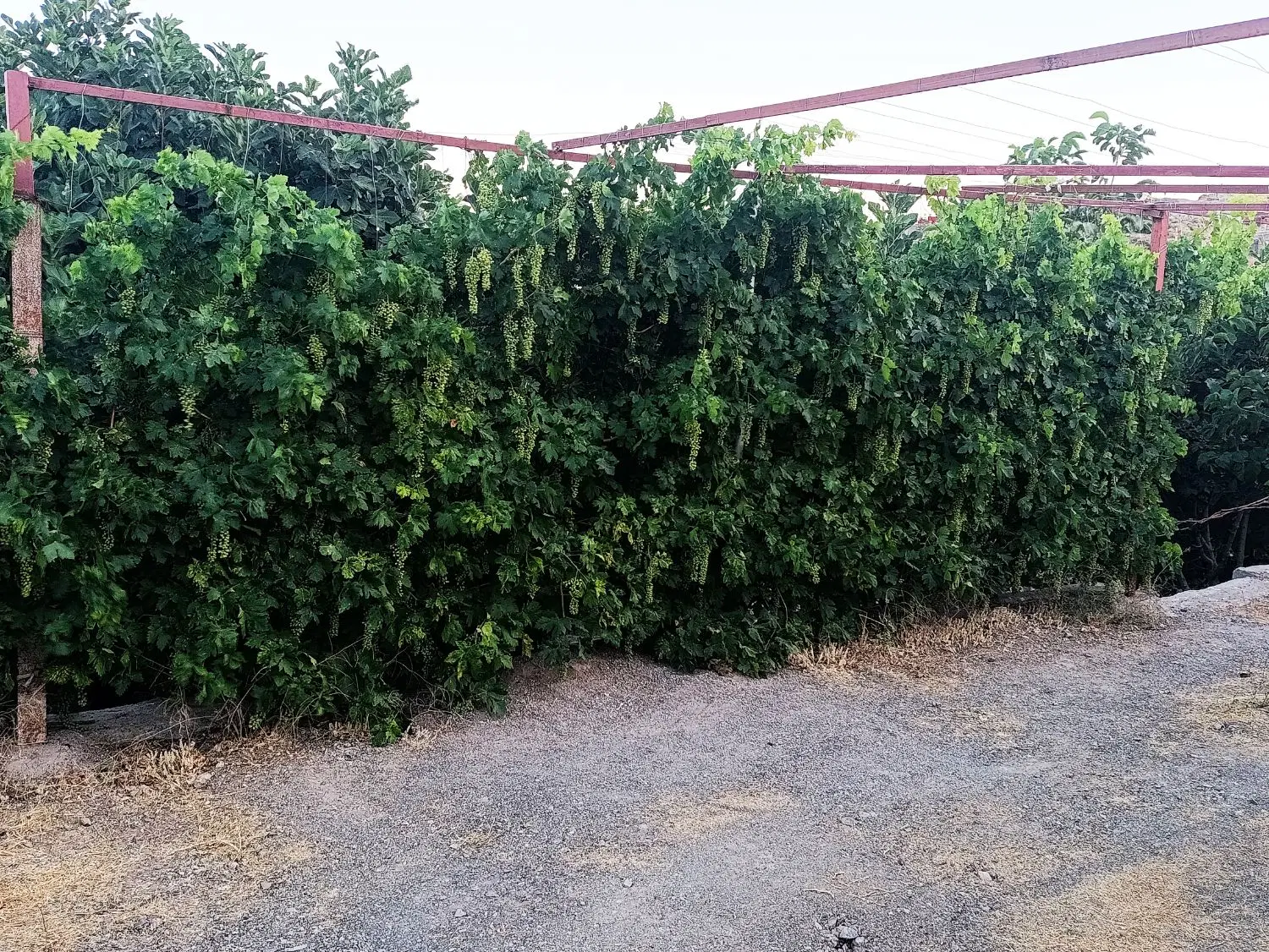 زمین بهر نودمتری