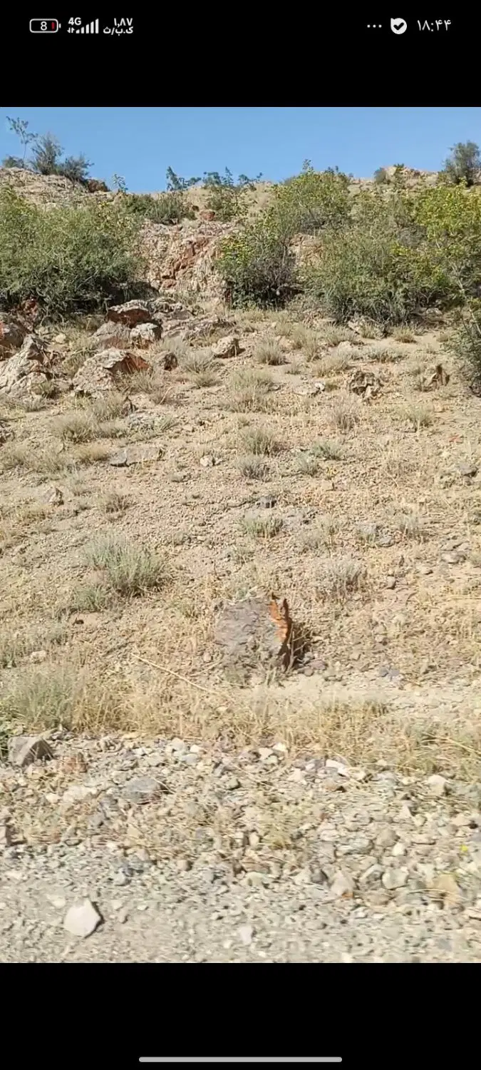 زمین برای چراع