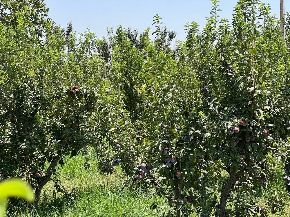 زمین چهار دیواری سند تک‌ برگ