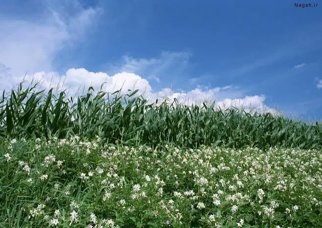 معاوضه زمین با خودرو