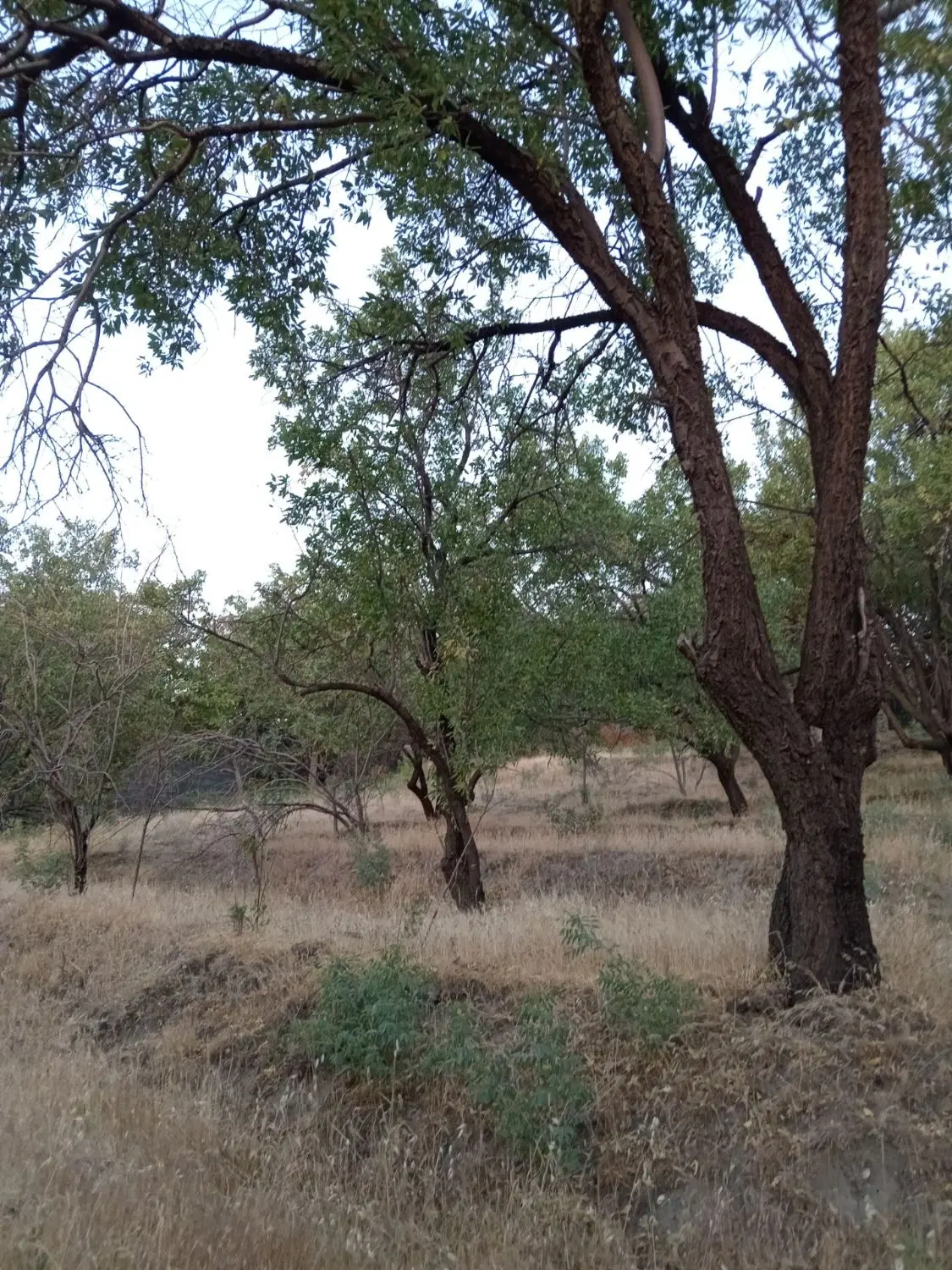 زمین باغی