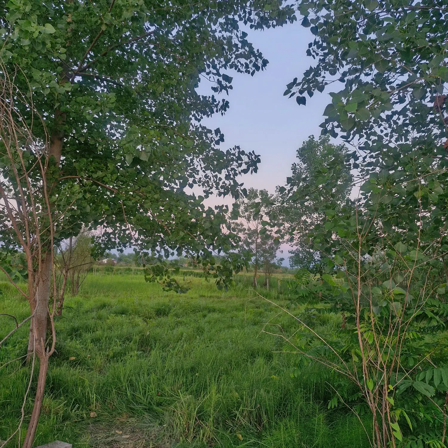 زمین باغی ، رشت ، خانجان دو دونگه