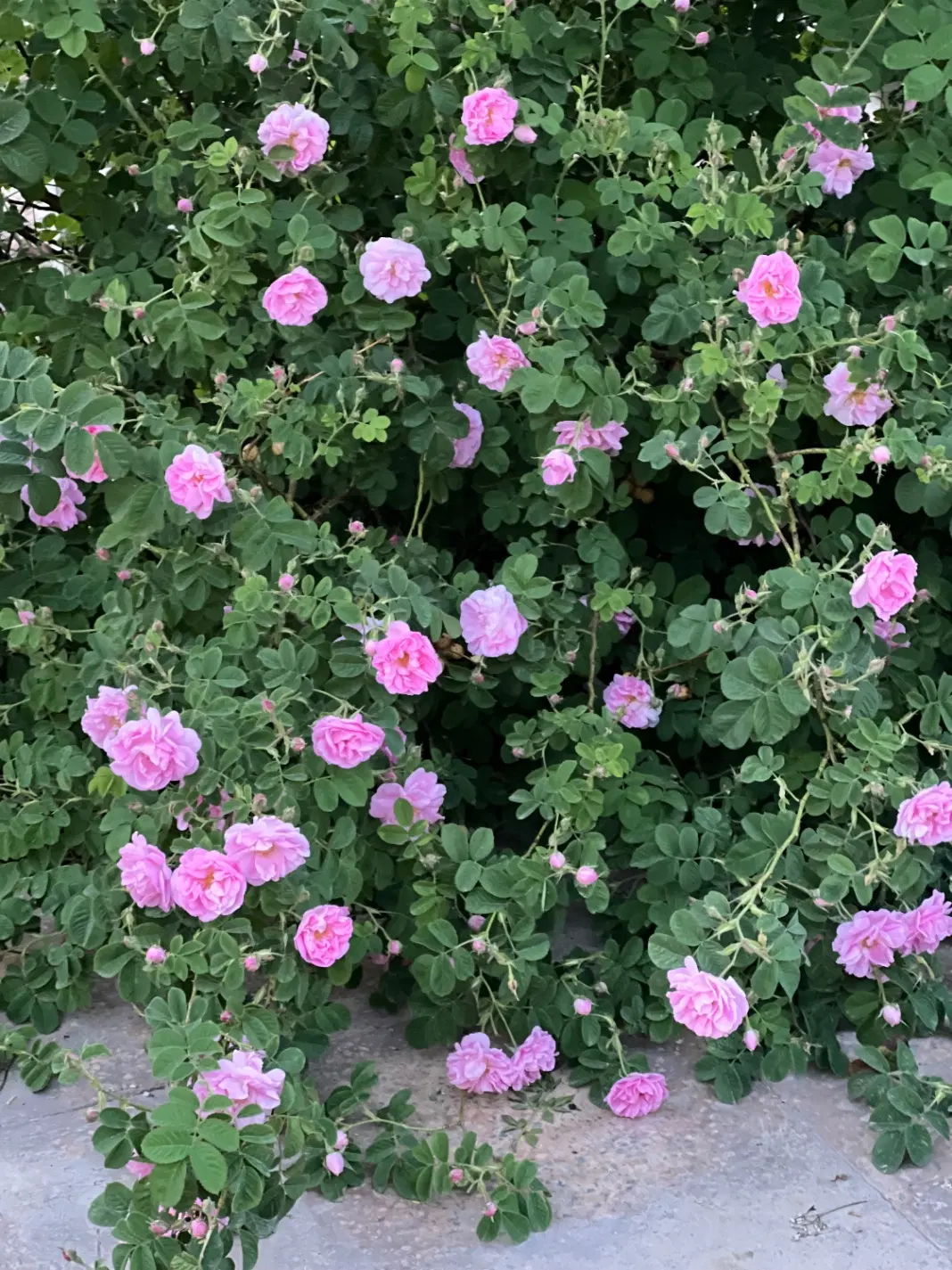 باغچه ۵۶۰متری